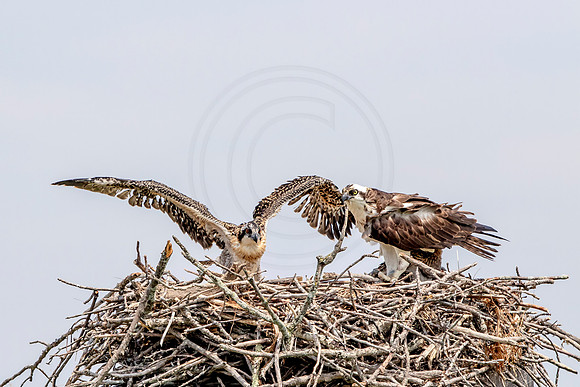 Osprey in Crown Point