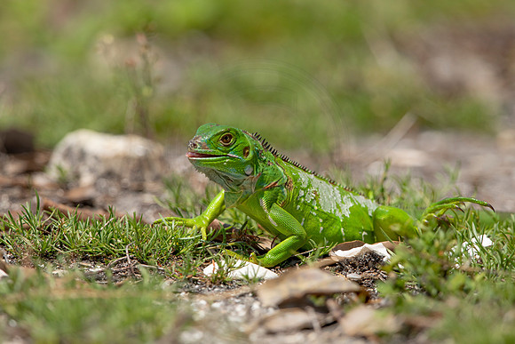 301 iguana (6F3A7949) April 15, 2021