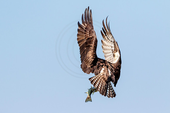 Osprey in Crown Point