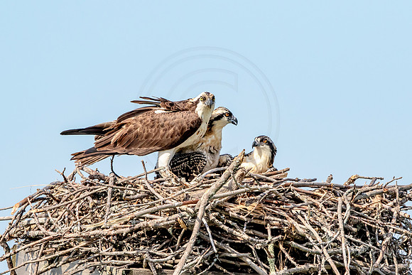 Osprey in Crown Point