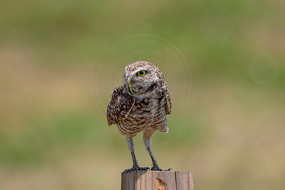 723 burrowing owl (6F3A1349) April 17, 2021