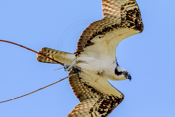 Osprey in Crown Point