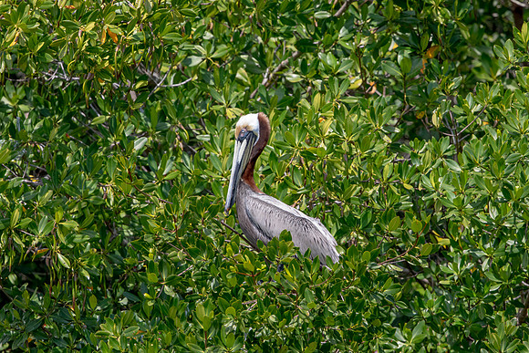 341 pelican (6F3A8289) April 15, 2021