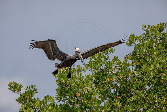 329 pelican (6F3A8217) April 15, 2021