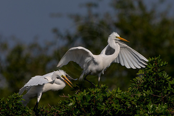 1049 egret (6F3A3611) April 18, 2021