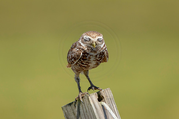 835 burrowing owl (6F3A1990) April 17, 2021