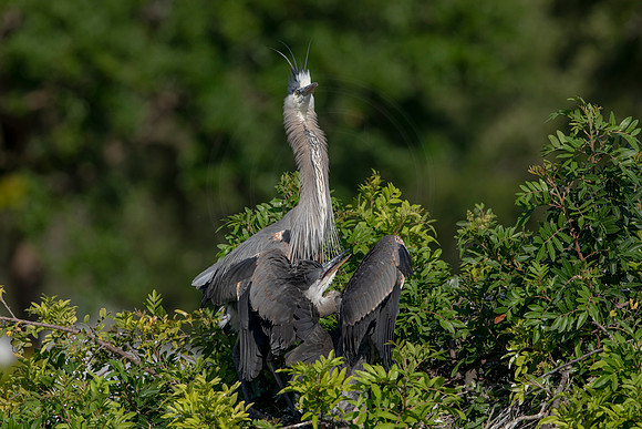 970 gbh (6F3A2912) April 18, 2021
