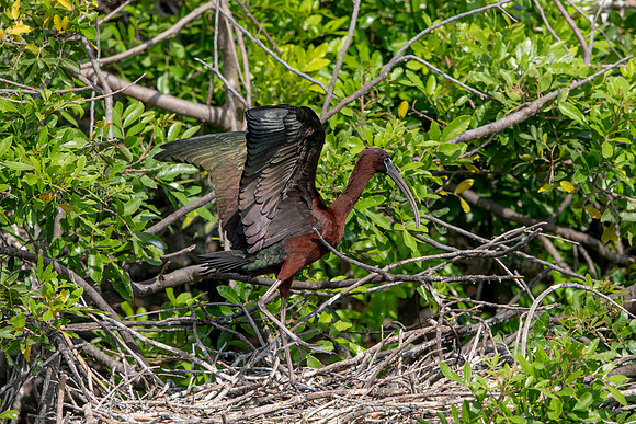 1147 glossy ibis (6F3A4564) April 18, 2021