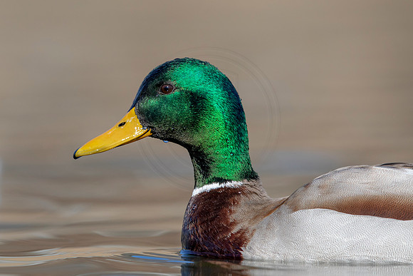 319 mallard (AF3A4813) March 20, 2021