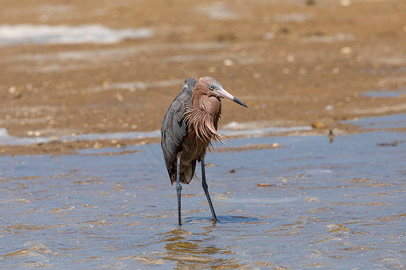 258 reddish egret (6F3A7360) April 15, 2021