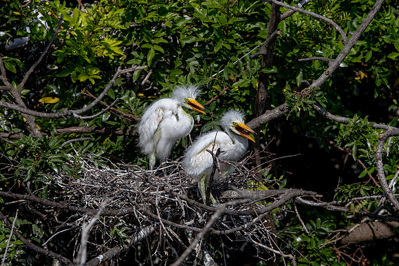 1100 egrets (6F3A4062) April 18, 2021