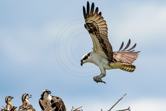 Osprey in Crown Point