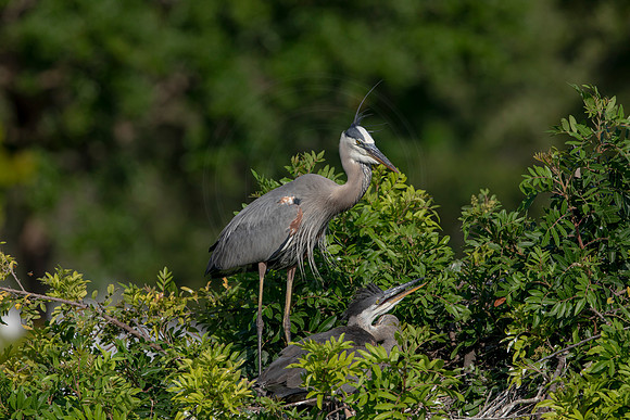 966 gbh (6F3A2863) April 18, 2021