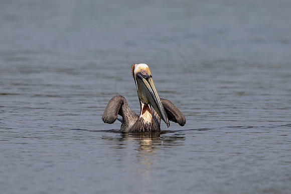 426 pelican (6F3A8715) April 15, 2021
