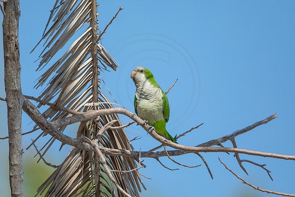 1222 monk parakeet (6F3A5584) April 18, 2021