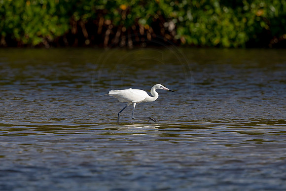 77 egret (6F3A5768) April 15, 2021