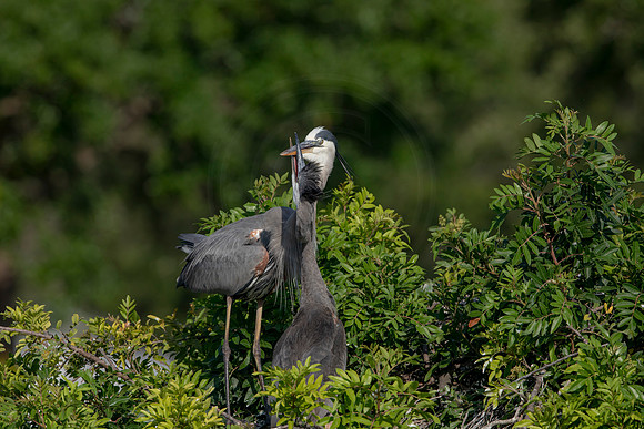 969 gbh (6F3A2899) April 18, 2021