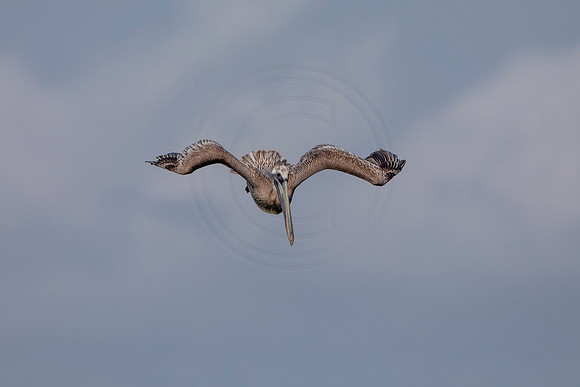 334 pelican (6F3A8250) April 15, 2021