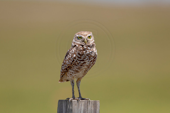 763 burrowing owl (6F3A1585) April 17, 2021