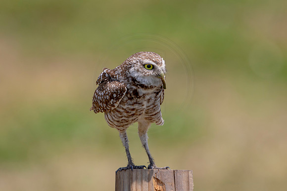 722 burrowing owl (6F3A1346) April 17, 2021