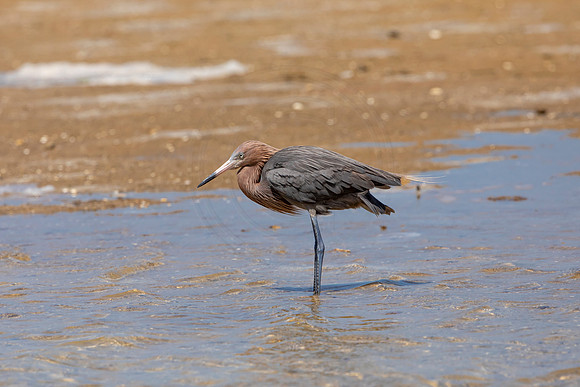 261 reddish egret (6F3A7376) April 15, 2021