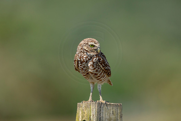 856 burrowing owl (6F3A2092) April 17, 2021