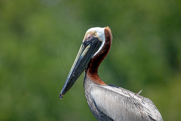 307 pelican (6F3A7991) April 15, 2021