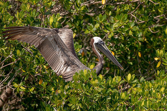 451 pelican (6F3A8863) April 15, 2021