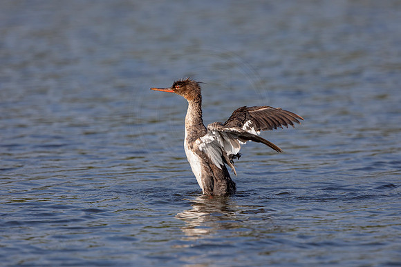 75 duck (6F3A5674) April 15, 2021