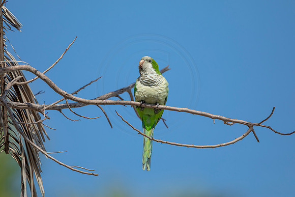 1225 monk parakeet (6F3A5656) April 18, 2021