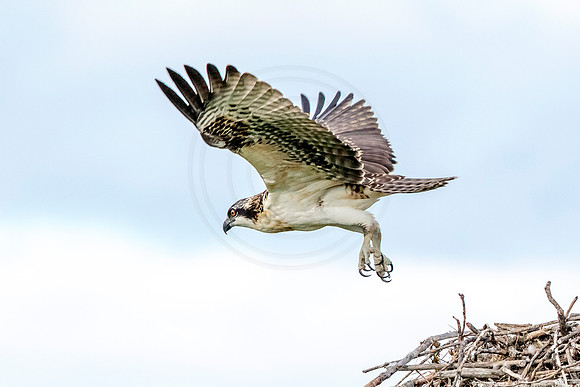 Osprey in Crown Point