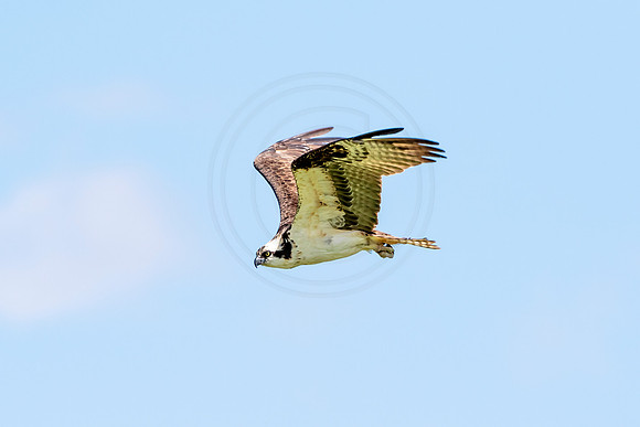 Osprey in Crown Point