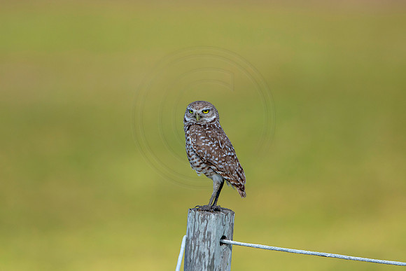 581 burrowing owl (6F3A0273) April 17, 2021