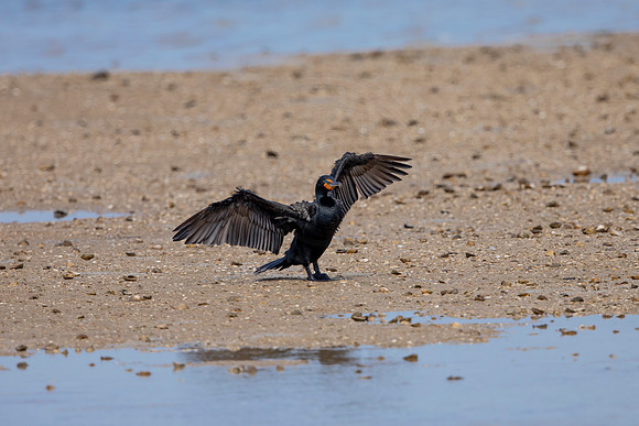 233 cormorant (6F3A7199) April 15, 2021