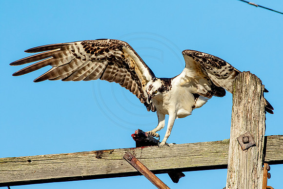 Osprey in Crown Point
