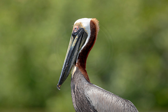 315 pelican (6F3A8135) April 15, 2021