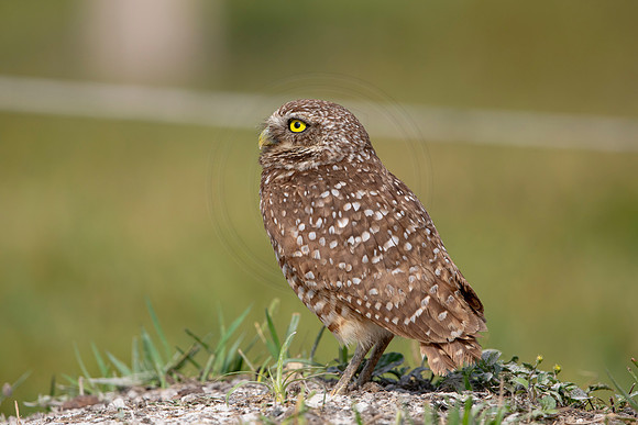 609 burrowing owl (6F3A0450) April 17, 2021