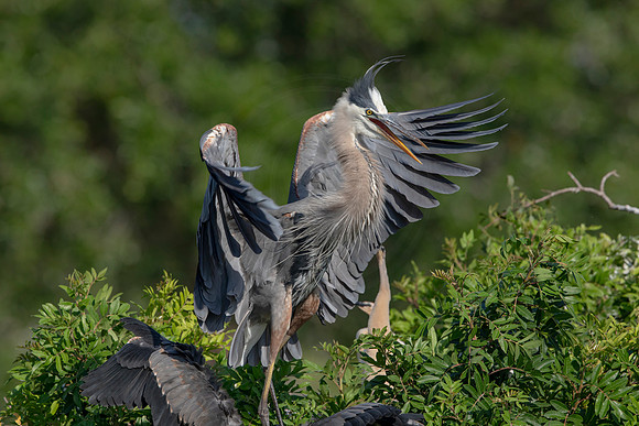 979 gbh (6F3A2985) April 18, 2021