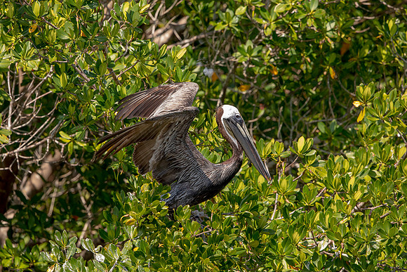 452 pelican (6F3A8865) April 15, 2021