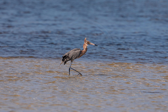 81 reddish egret (6F3A6062) April 15, 2021