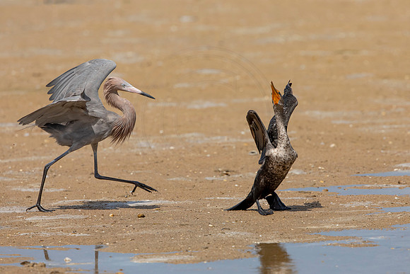 254 reddish egret and cormorant (6F3A7307) April 15, 2021