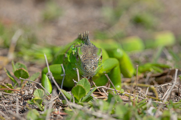 463 iguana (6F3A8931) April 15, 2021