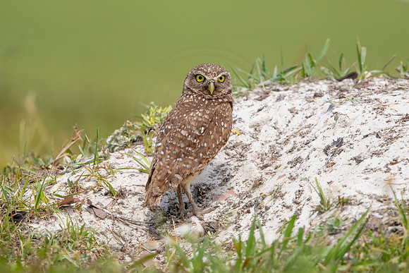 679 burrowing owl (6F3A1098) April 17, 2021