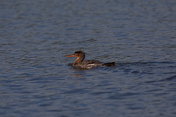 72 duck (6F3A5638) April 15, 2021