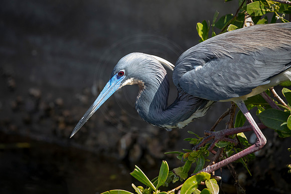215 little blue heron (6F3A7008) April 15, 2021