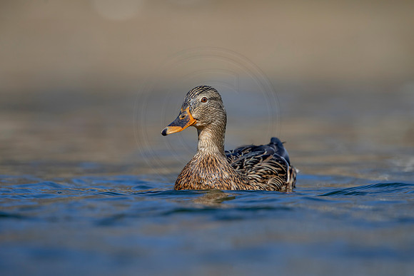 321 mallard (AF3A4825) March 20, 2021