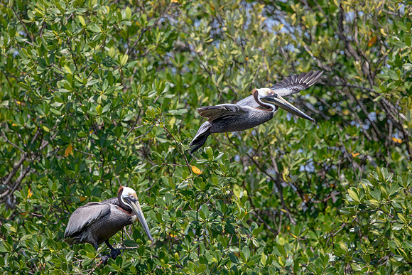 314 pelican (6F3A8053) April 15, 2021