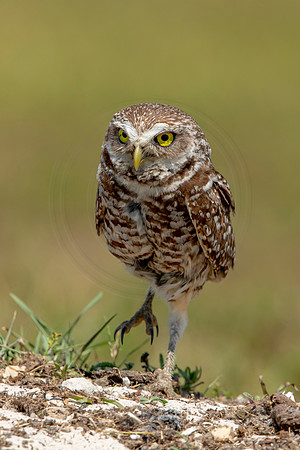 827 burrowing owl (6F3A1958) April 17, 2021