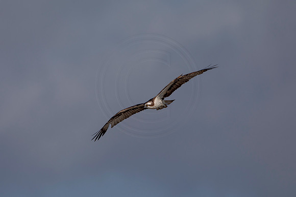 70 osprey (6F3A5606) April 15, 2021