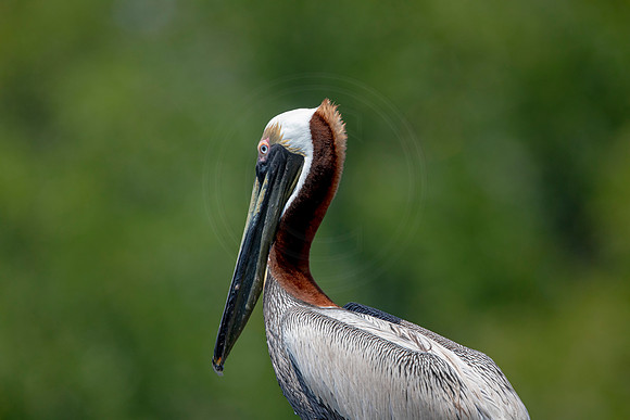 306 pelican (6F3A7988) April 15, 2021